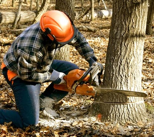 Tree Removal in Hanska, MN